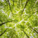 La cime verte des arbres, symbole d'un stand durable by SYMA